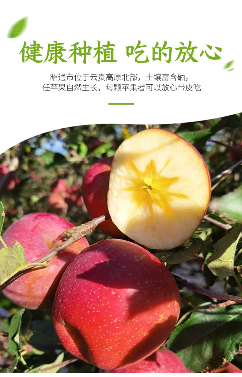 云南新鲜昭通现摘丑苹果水果速发当季冰糖心脆甜整箱10斤 10斤 70mm