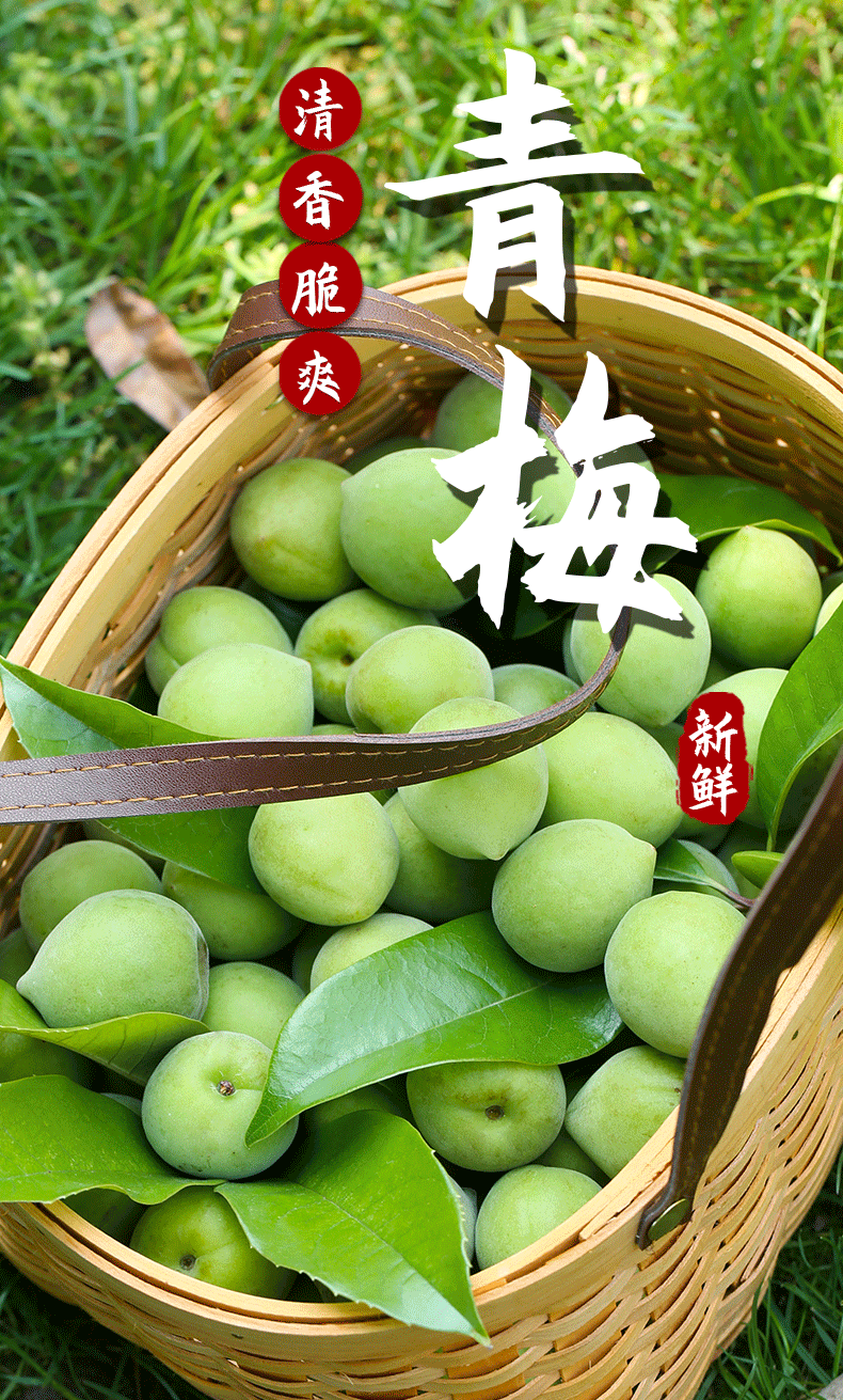 【现摘头茬-酸脆梅】青梅果 新鲜福建诏安青梅 散装生梅子 泡酒生酸梅