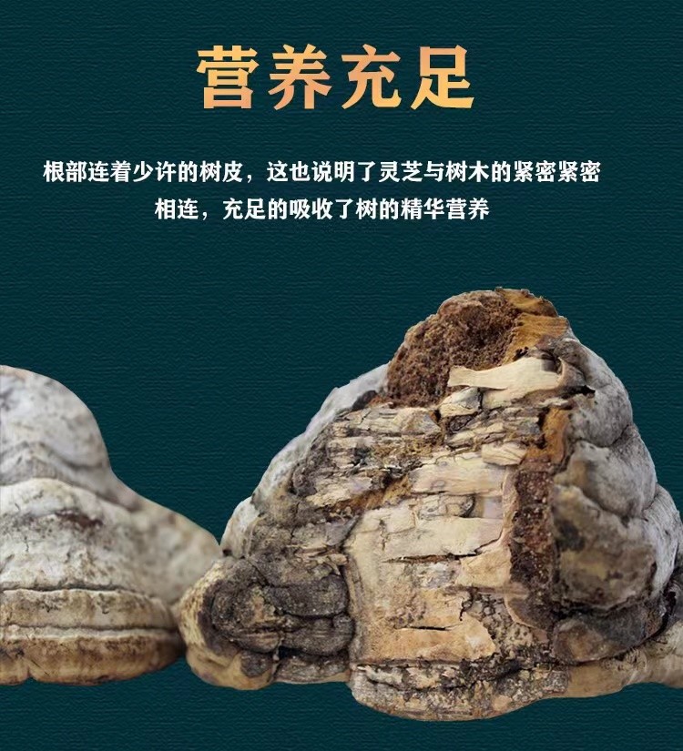 煜树灵芝木蹄灵芝东北木蹄层孔菌正宗可切片木蹄灵芝1000g
