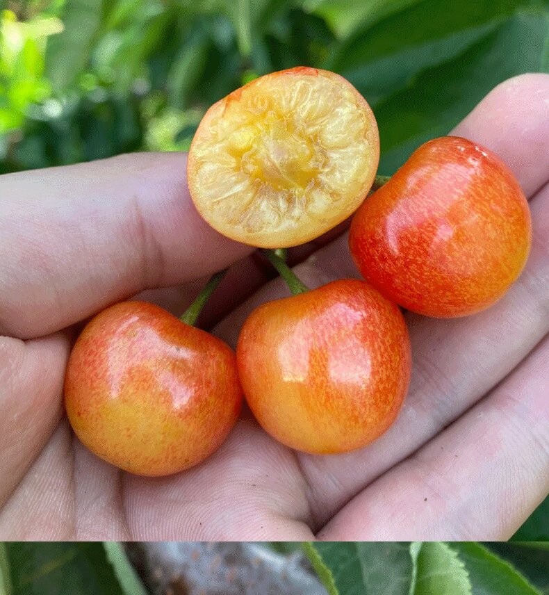 黄水晶樱桃黄蜜山东烟台大樱桃新鲜当季孕妇水果黄金车厘子 1000g