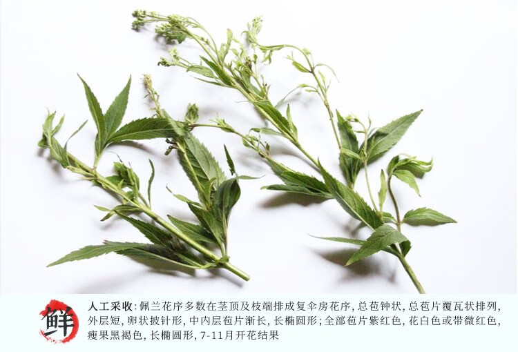 世斛堂佩兰中药材叶泽兰叶佩兰植物草紫花叶子可搭配藿香泡茶喝的500