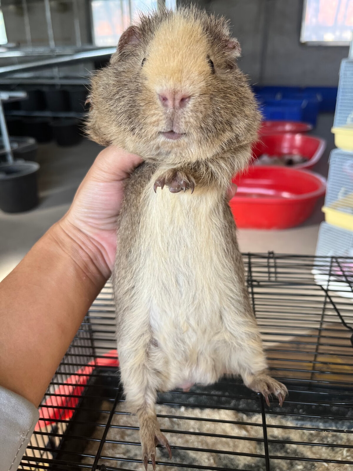 灵狐之家 加州荷兰猪活体宠物豚鼠各种颜色卷毛包子脸缎毛宠物猪荷兰