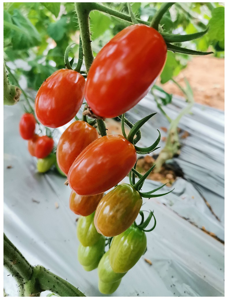 顺丰发货万春寨新鲜现摘台湾玉女爆汁小番茄千禧圣女水果小西红柿4斤