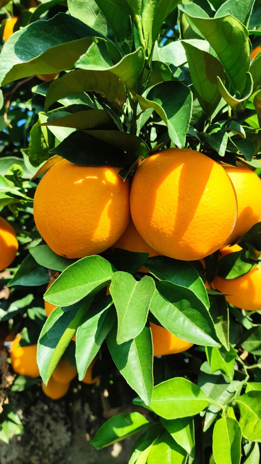 精选大果正宗桂林高山夏橙脐橙酸甜新鲜橙子水果孕妇应季现摘整箱70mm