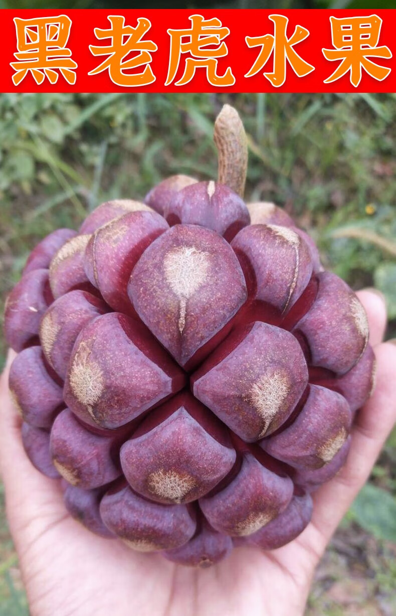 深山黑老虎水果新鲜布福娜野生大血藤果恶魔果实稀有古怪罕见当季水果