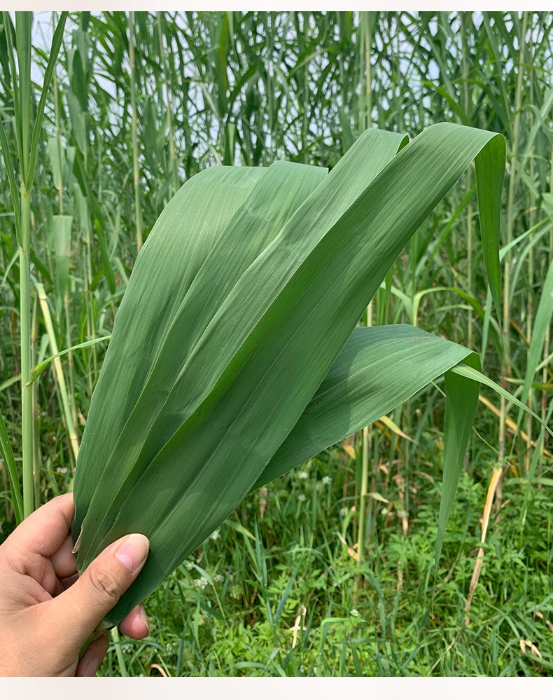 洪湖新鲜野生粽叶 芦苇叶端午节包粽子的叶子现摘现发芦苇叶 洪湖芦苇