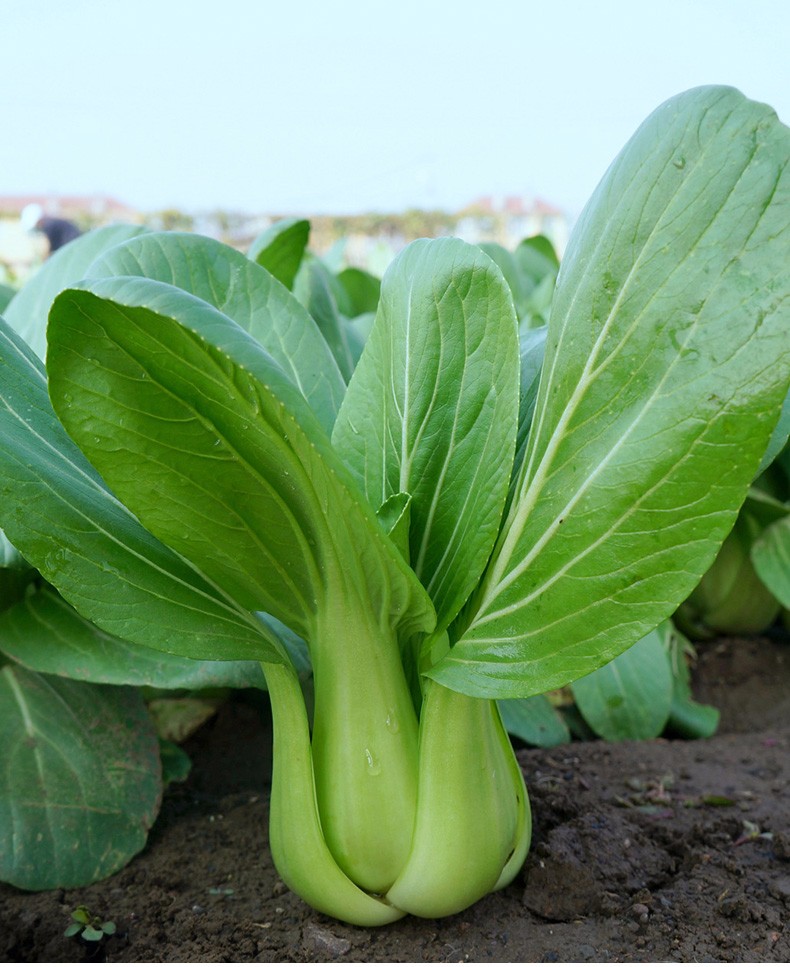 高产小白菜绿叶快菜冬季寿光蔬菜种孑种籽四季家庭种植青菜叶菜菜籽