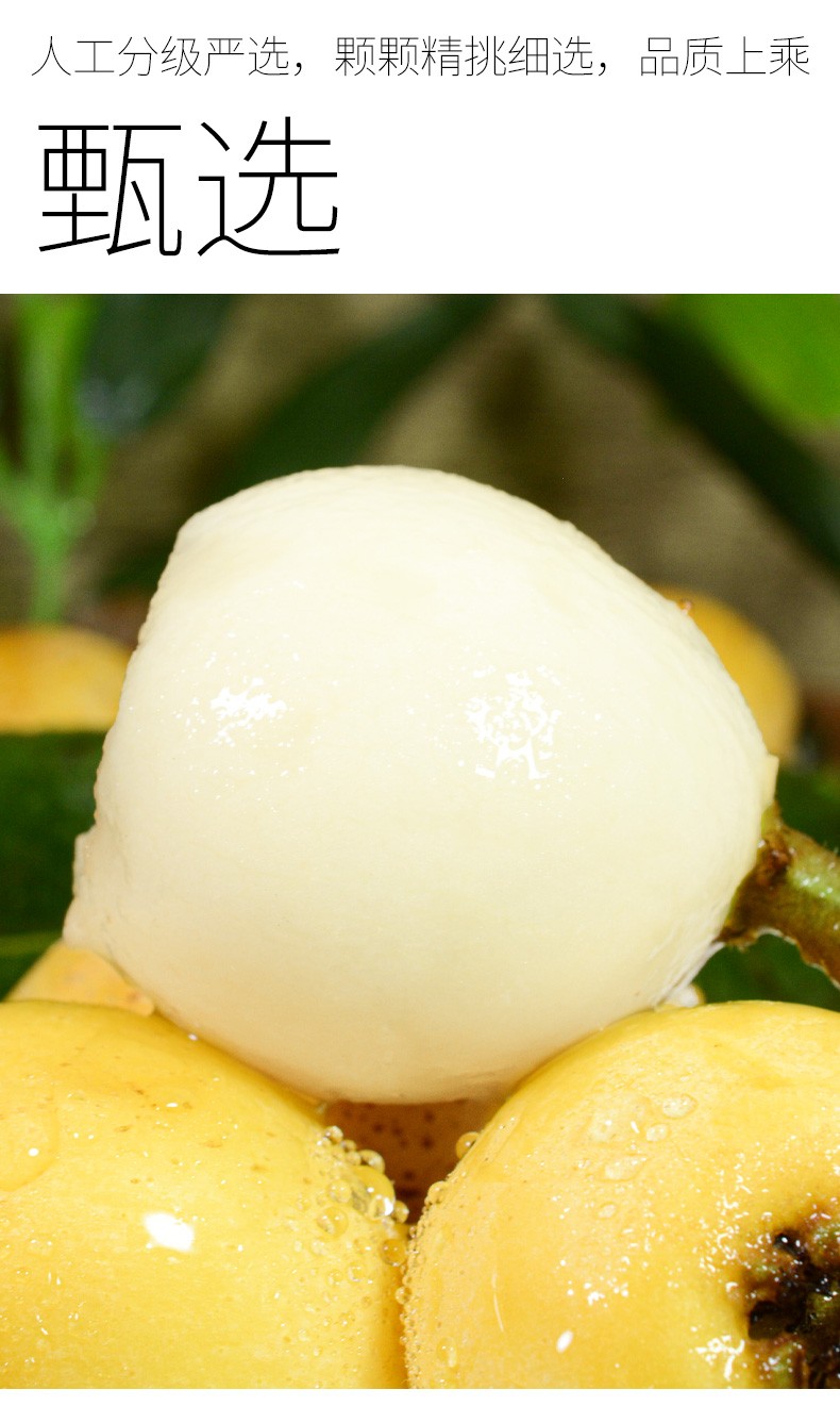 高端品种贵妃白玉枇杷新鲜当季送礼水果孕妇白沙白梨大果水果云霄东山