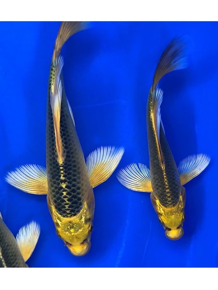 蝴蝶鲤龙凤长尾熊猫古黄金球形龙蝶鲤精品高端红白黄金松叶小观赏鱼苗