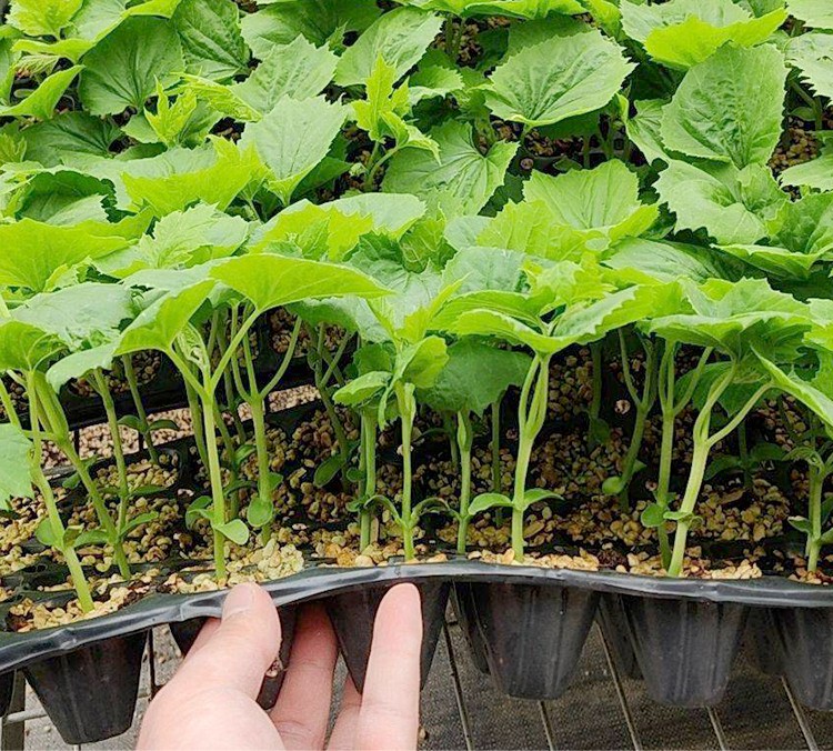 大禹高产苦瓜苗秧苗杂交蔬菜苗春季苦瓜苗10棵
