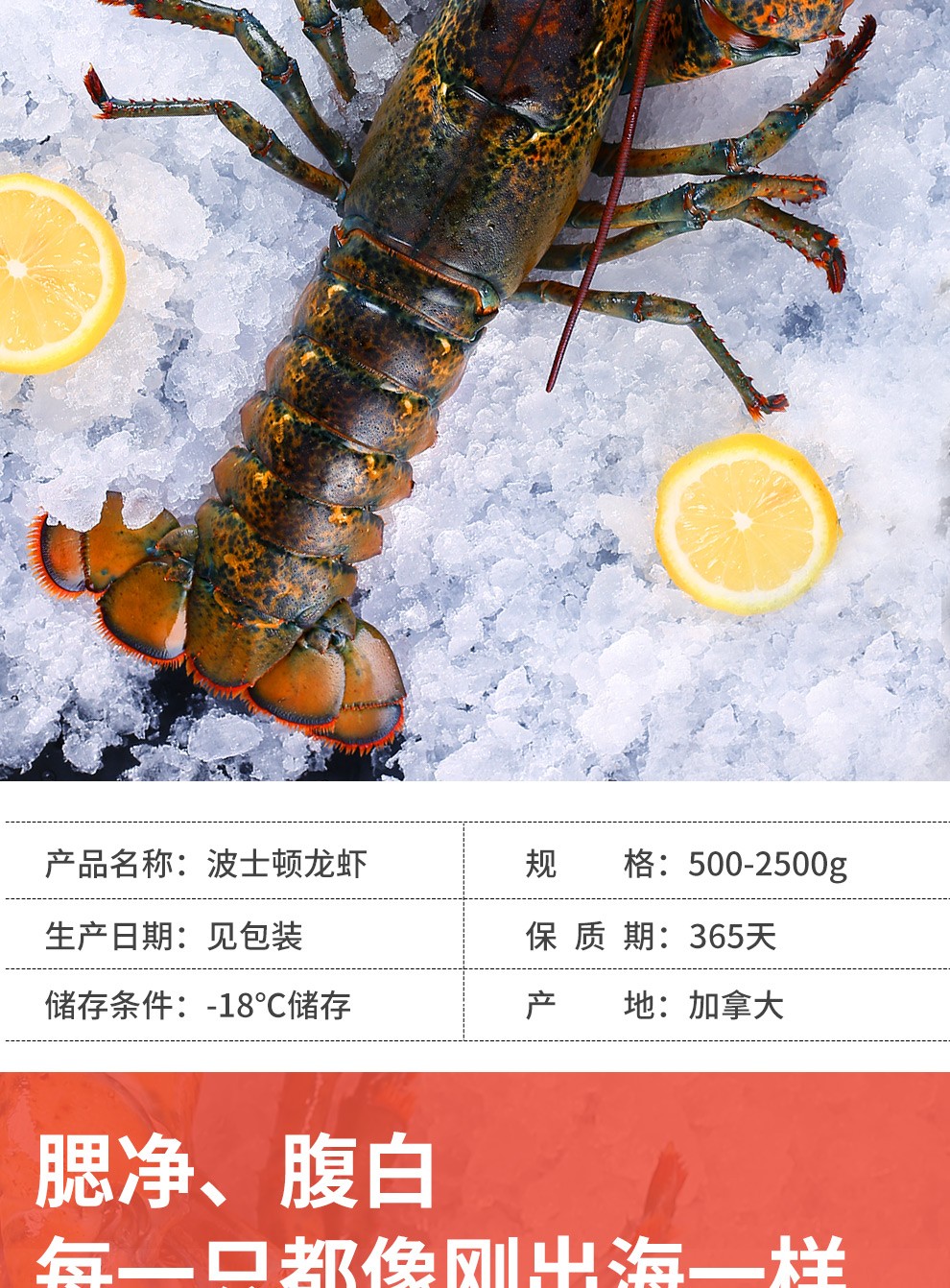 优到 超大波士顿龙虾鲜冻进口加拿大波龙虾大规格非鲜活 海鲜礼盒年货