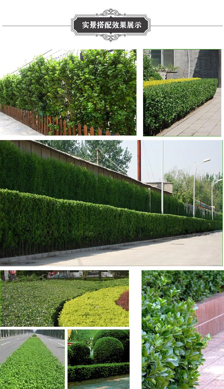 北海道黄杨树苗法国庭院室外冬青绿篱围墙绿篱大小叶常绿精品北海道苗