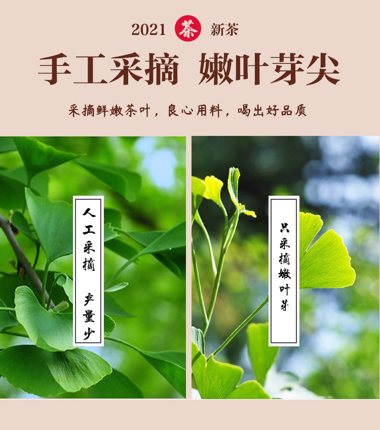 银杏叶茶中老人疏通可搭清理垃圾清道夫无硫干货脱毒炒制银杏果利血管