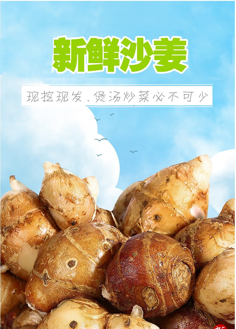 广东茂名沙姜山奈新鲜生姜嫩姜洋姜新鲜蔬菜土仔姜白切鸡调味配料新鲜
