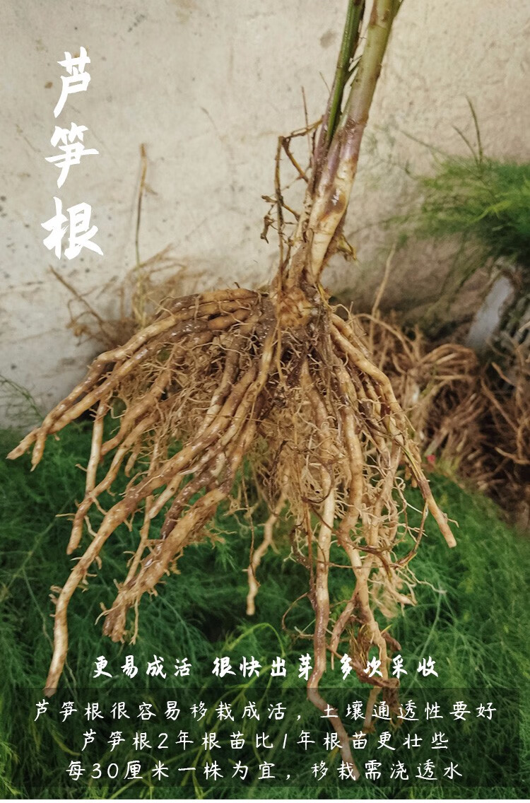 寿禾 芦笋种子根苗种苗紫芦笋阳台四季秋冬季盆栽蔬菜寿光菜籽种籽