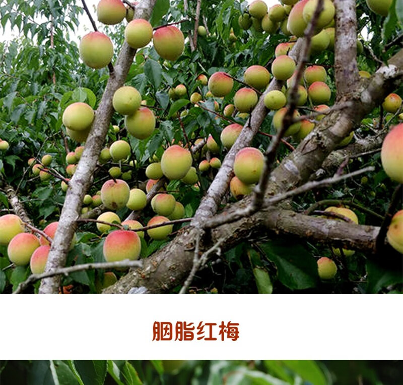 青樱红荔福建诏安胭脂红梅新鲜现摘青梅果红梅鲜梅子酸梅泡梅酒25kg