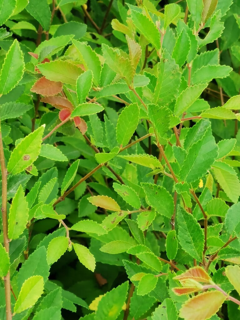 榔榆苗牙签苗打弯附石素材籽播苗榆树苗t8 榔榆一年苗10棵 裸根不带土