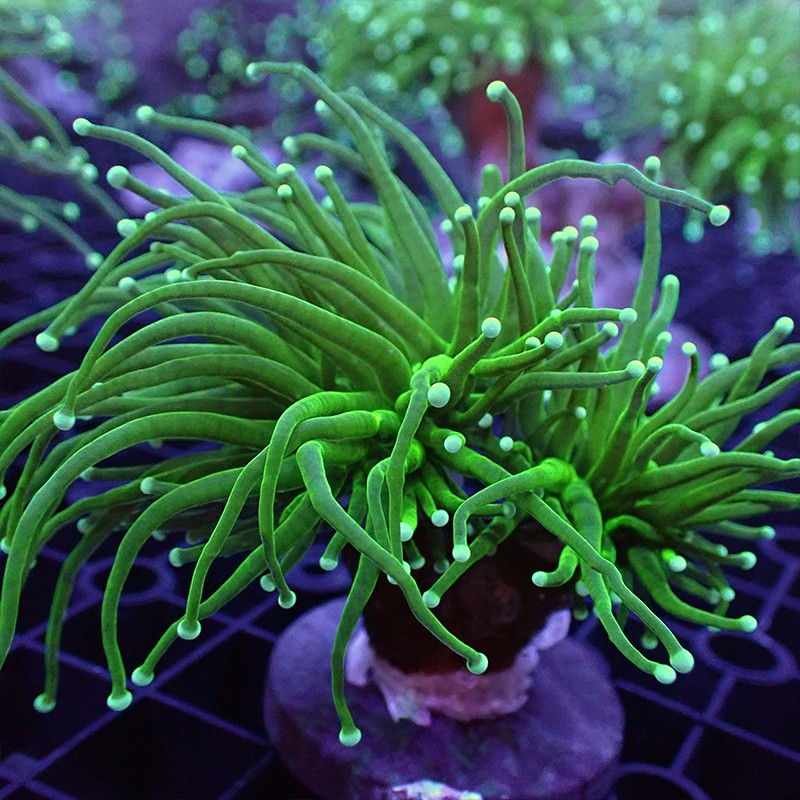 珊瑚活体活物火柴头珊瑚印尼绿火柴头火炬海水观赏物运输包活-岚黛