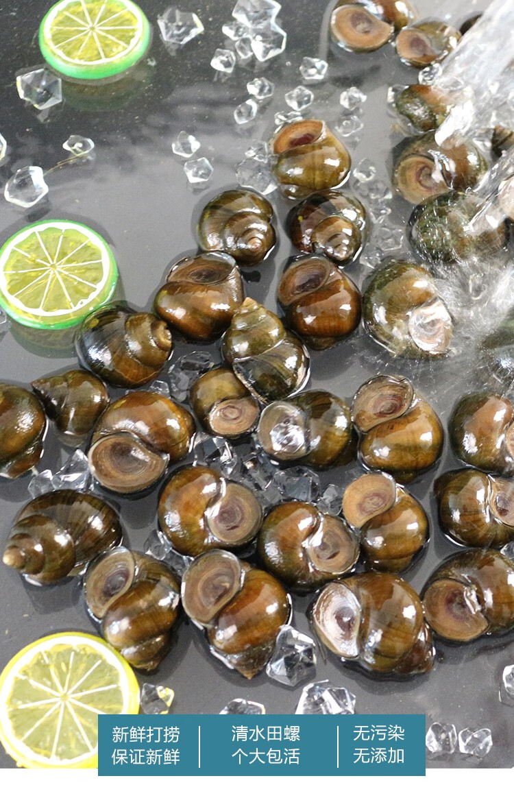 真鱼快微山湖大田螺石螺泥螺现捞大号螺蛳渔民捕捞包活到家大田螺2斤