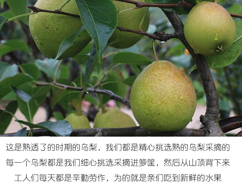 云南牛角乌梨38斤装云南红梨火把梨孕妇水果酸甜宝宝梨小酥梨水果牛角