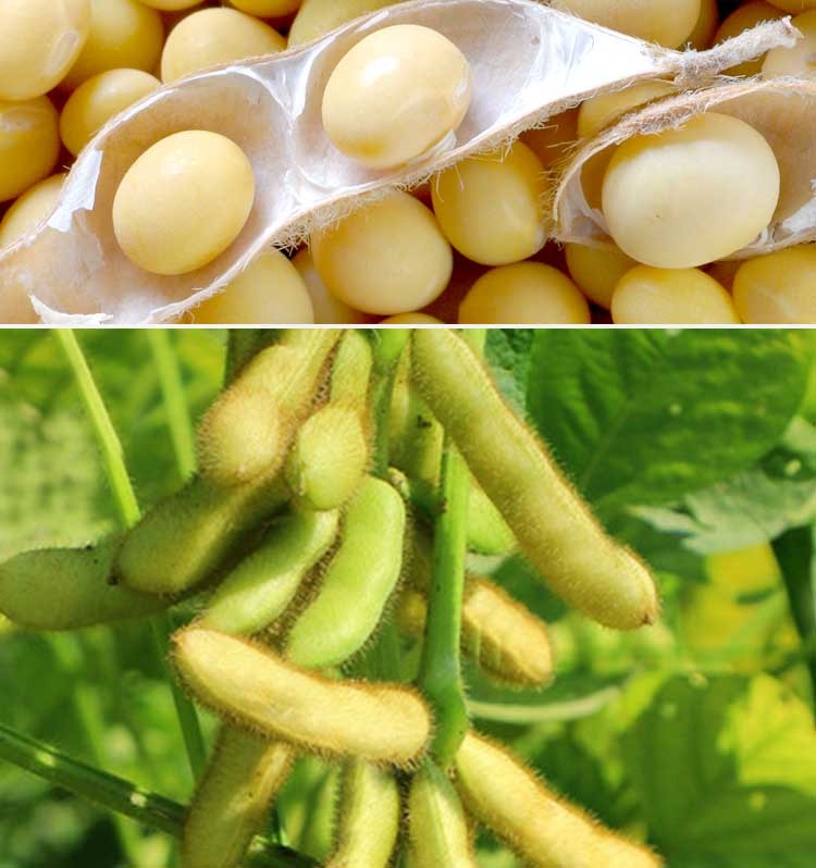 大禹 超高产黄豆种子中黄37早熟大粒夏秋播种植晚熟八月豆100天蔬菜