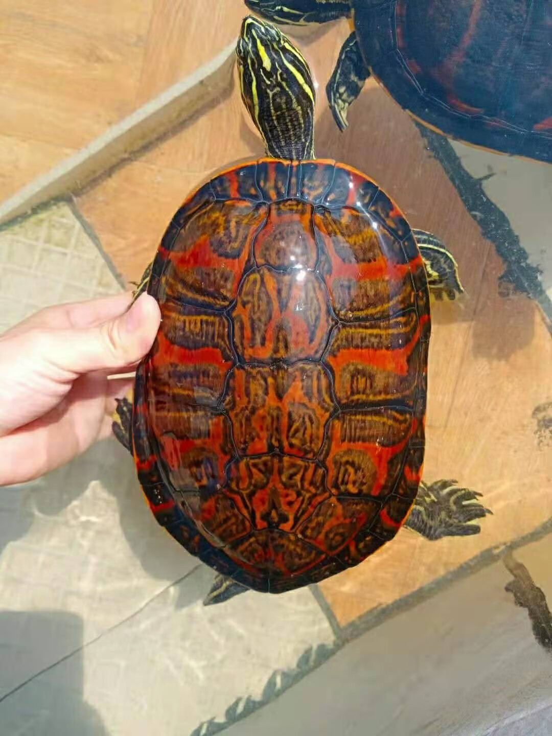 【萌龟饲家】火焰龟乌龟活体宽纹红黄腹火焰深水缸混养龟长寿龟观赏