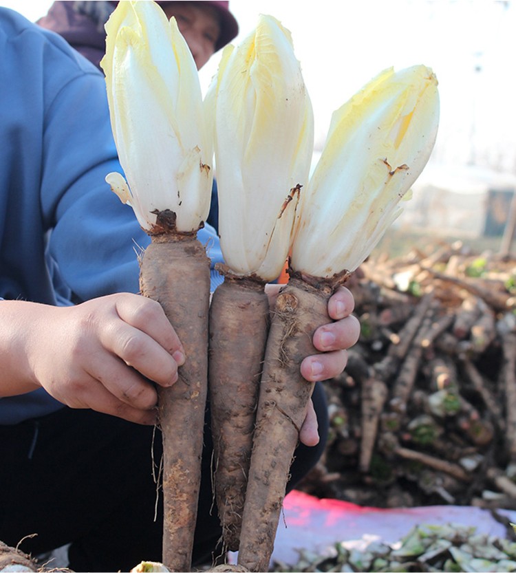 神禾 金玉兰菜种子菜苗菊苣菜籽苣根种根秋冬季蔬菜种籽 金玉兰菜种根
