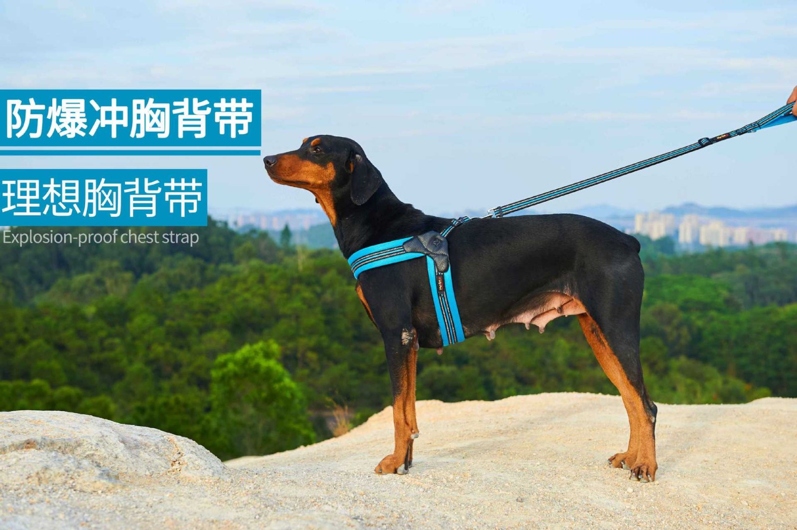 宝贝故事狗绳背带尼龙狗狗胸背带中小型犬牵引绳柴犬法斗遛狗绳桔色