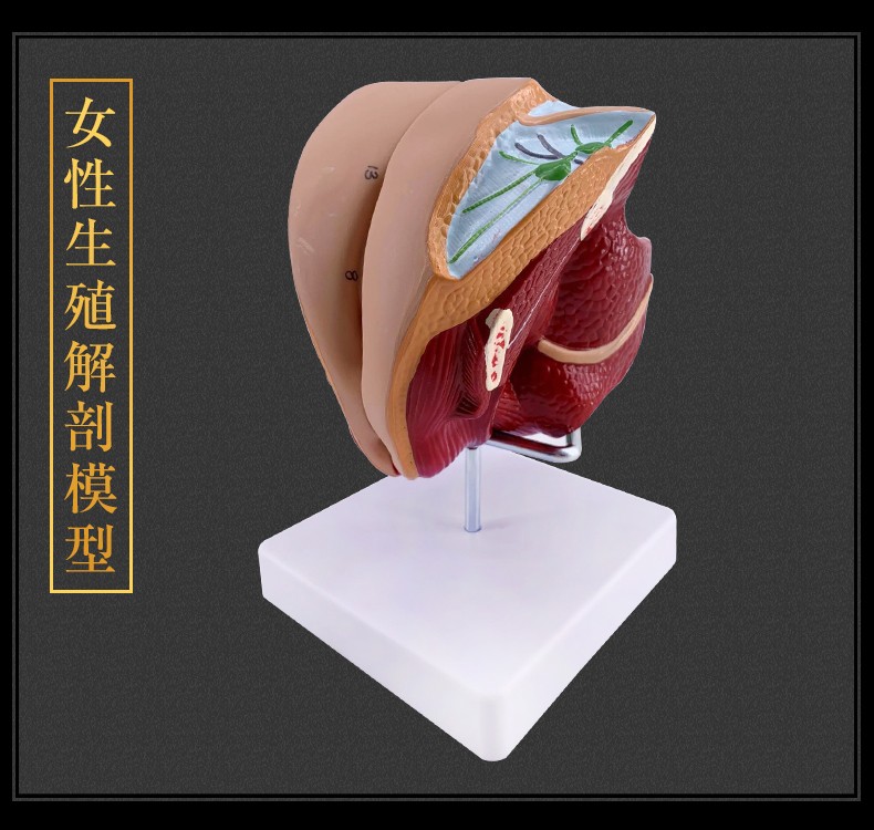 政河女性生殖器解剖女性内外生殖器层次解剖模型阴道子宫解剖模型男性