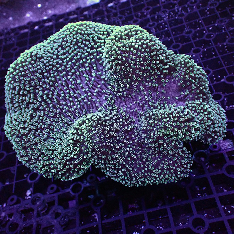 珊瑚活体活物皮革珊瑚长须花环皮木耳皮革珊瑚樱花手指海绵海水观赏物