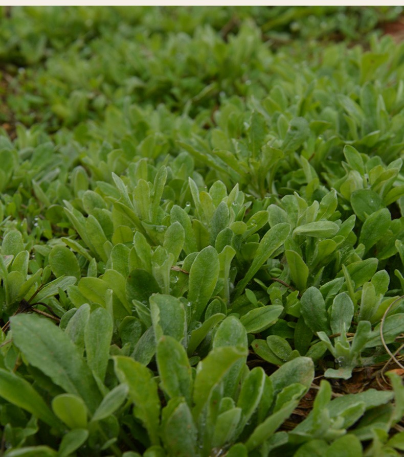 新鲜现摘鼠曲草鼠麴佛耳草绵丝青团粑粑清明果4斤