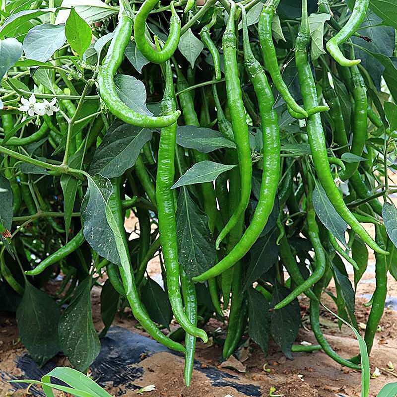 新鲜农家蔬菜组合套餐混当季时令蔬菜送礼生鲜可备注5kg随机种类不