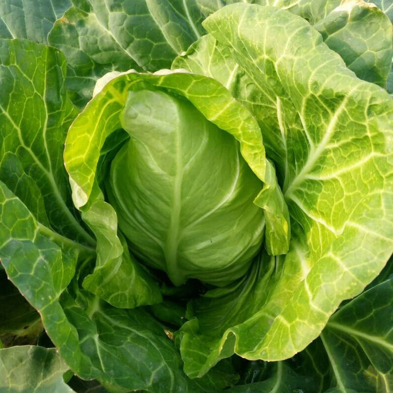 农家牛心包菜新鲜莲裹心莲花白手撕尖尖白菜卷心菜绿鸡心甘蓝1500g