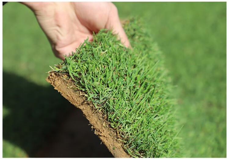 带泥土真草高尔夫剪股颖草坪草皮耐寒马尼拉四季青果岭草庭院别墅花园