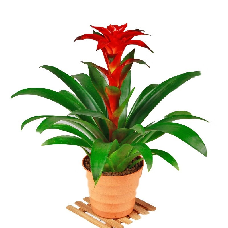 鸿运当头盆栽凤梨花绿植花卉客厅办公室内小红星盆景植物空气四季开花