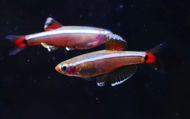 淡水鱼 观赏鱼灯鱼 冬天不加热 能群游宠物/ 白云金丝20条送3防损(1