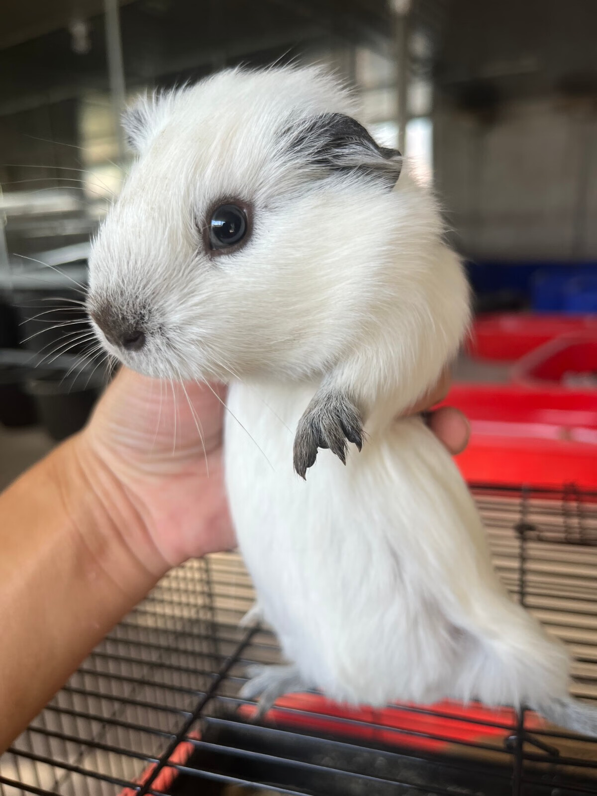 灵狐之家 加州荷兰猪活体宠物豚鼠各种颜色卷毛包子脸缎毛宠物猪荷兰