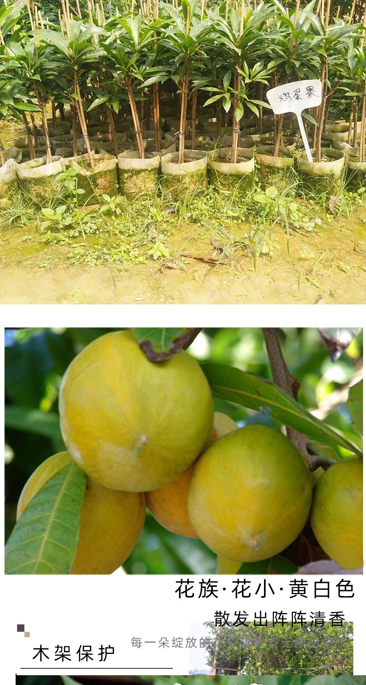 蛋黄果苗台湾鸡蛋果仙桃树苗新奇水果苗盆栽庭院植物四季当年结果