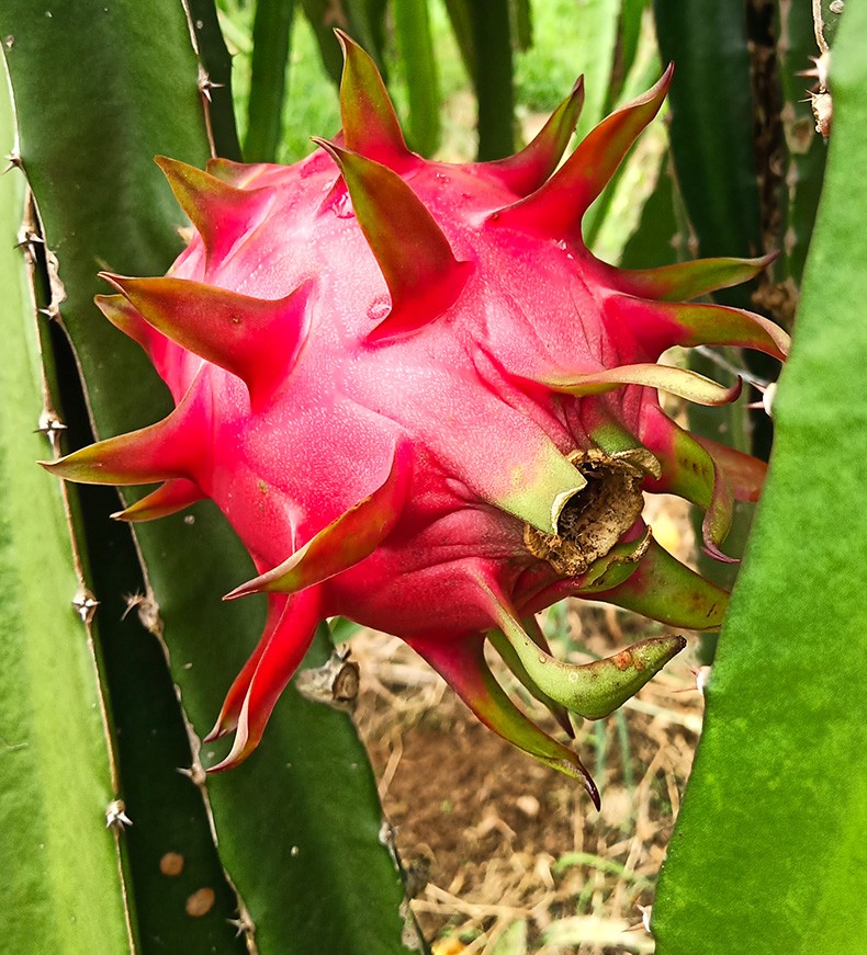 越南红心火龙果单果精选400g-300g 5个装 新鲜红肉火龙果新鲜水果h