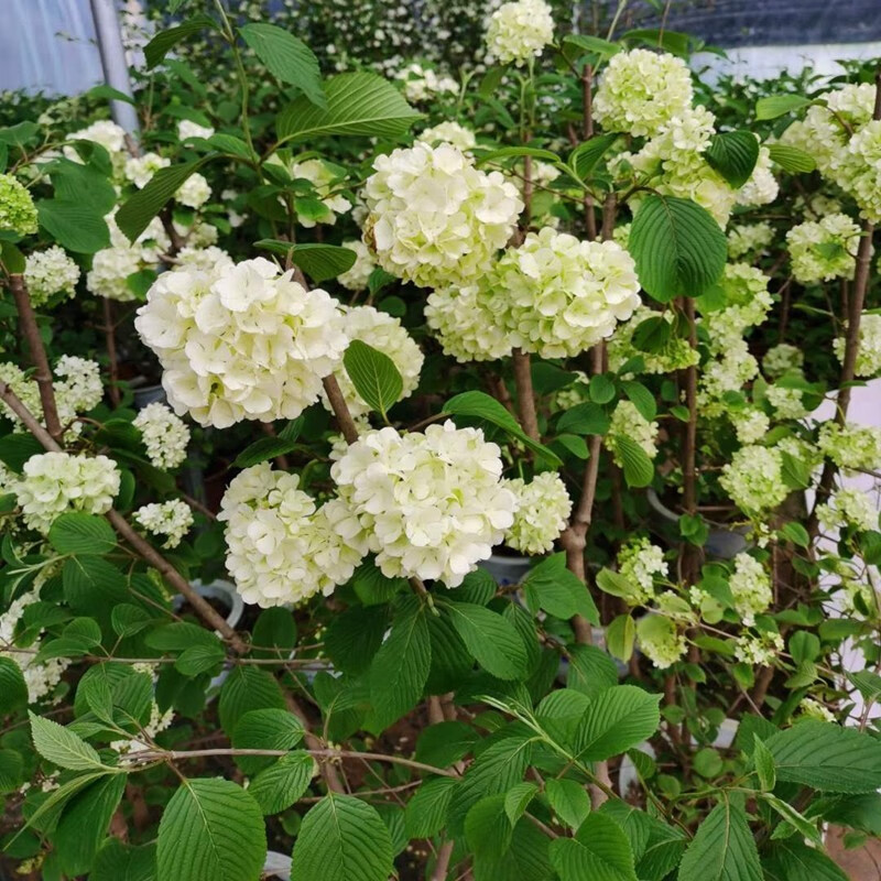 中华木绣球别墅庭院小区绿化花卉木本绣球花苗白色大花