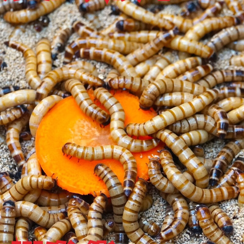 狮湾大麦虫活体黄粉虫面包虫金银龙鱼饲料乌龟刺猬画眉鸟食稍大面包虫