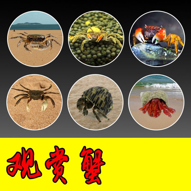 狮湾 观赏蟹活体螃蟹宠物蟹相手蟹迷你辣椒蟹豹点蟹恶魔蟹溪蟹 将军蟹