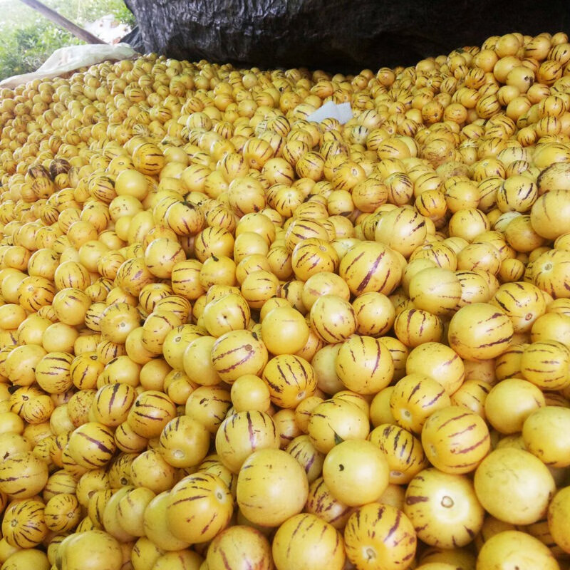 甜心熟果云南石林人参果水果新鲜黄肉圆果当季批发3斤全熟圆果中果50g