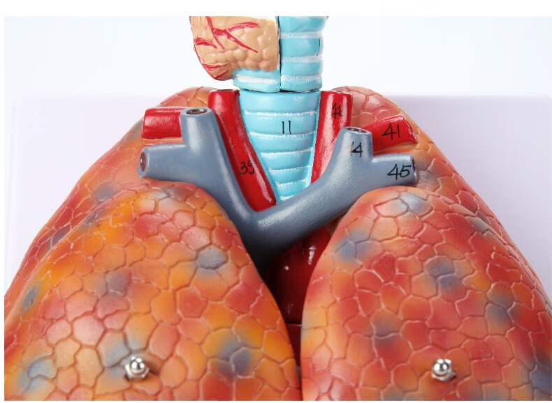 卓越喉心肺模型人体呼吸系统模型人体喉心肺模型耳鼻喉科喉头心脏肺解