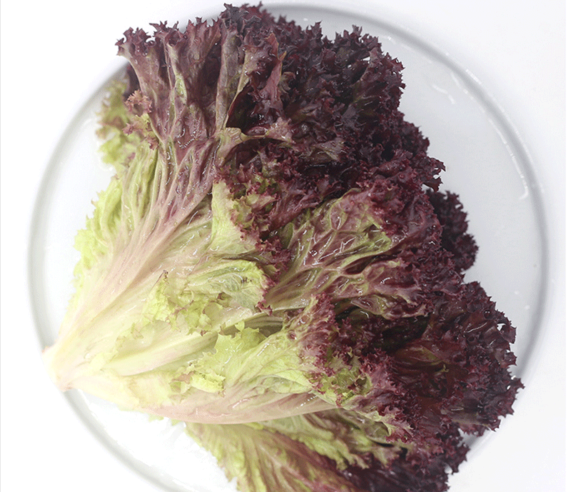 轻恋新鲜红叶生菜罗莎红紫叶生菜新鲜蔬菜沙拉食材即食生吃沙拉食材