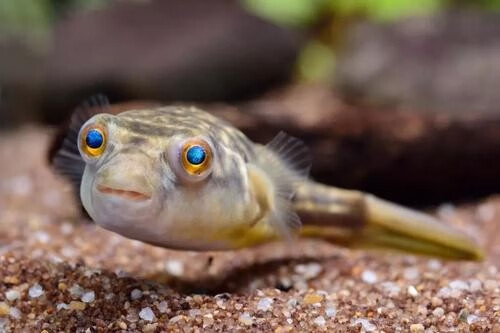 鱼活体毛毛狗头鱼河豚鱼皇冠狗头凶猛鱼热带观赏鱼非洲斑马狗头67厘米