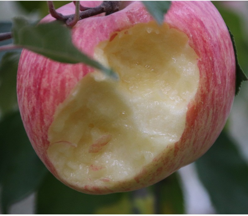 青龙冰糖心苹果58斤装正宗河北青龙高山冰糖心脆甜多汁红富士生态农家