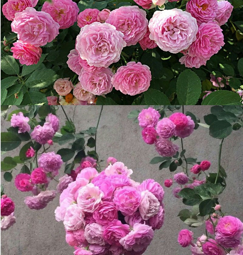 花仙知 藤本月季花苗十姐妹爬藤大苗无刺多花爬墙蔷薇花苗植物七姐妹