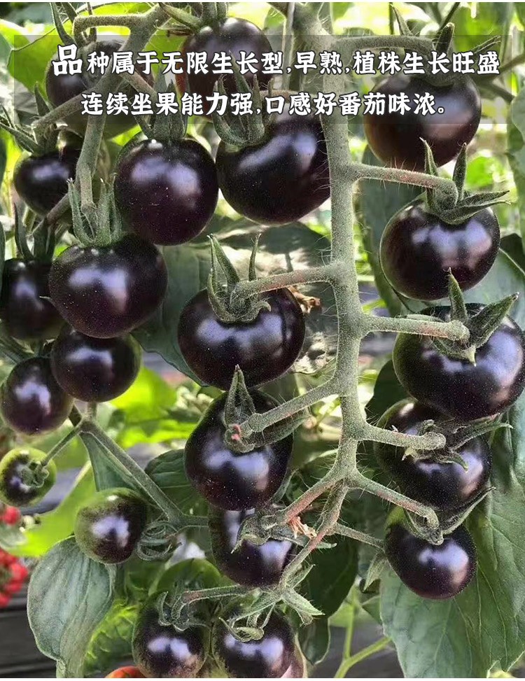 种菜记黑番茄种子种苗小番茄黑珍珠黑钻石樱桃西红柿种孑大全圣女果