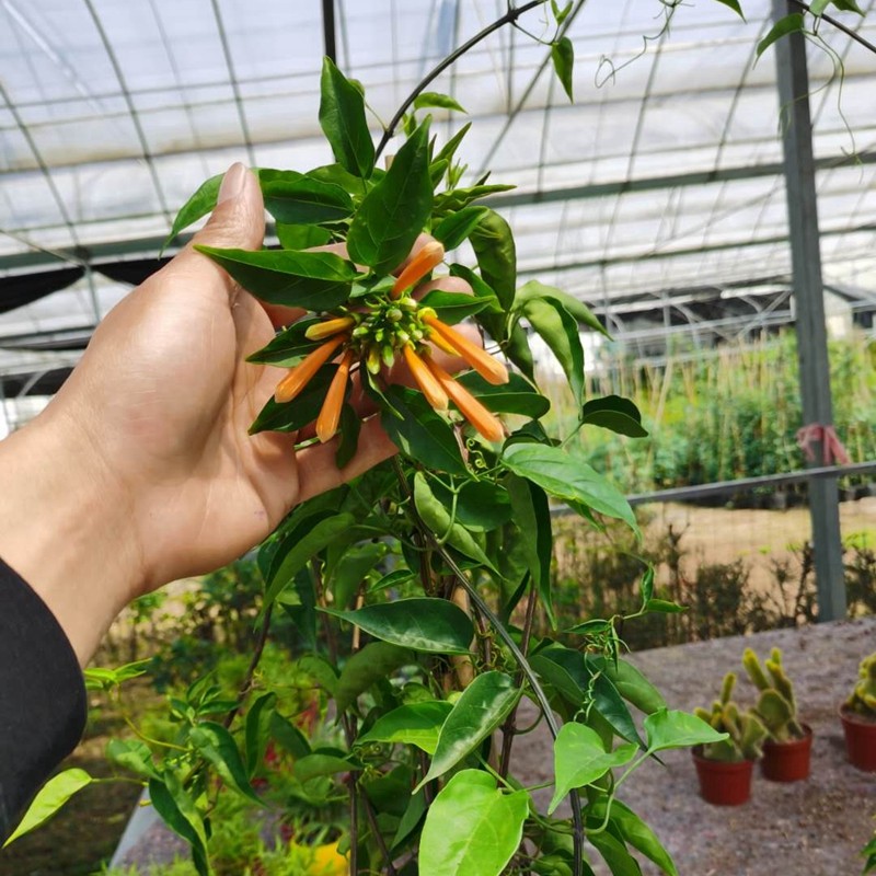 红色 炮仗花带盆带土1.6-1.8米【图片 价格